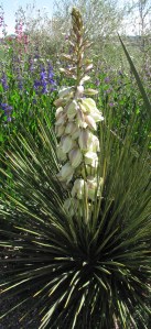 2014-06-03 Gardens at Spring Creek 24 yucca 2
