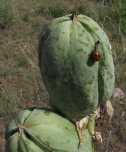 2017-07 Yucca pod w ladybug