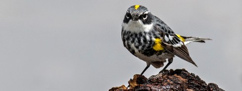 05-6 Yellow-rumped Warbler byPeteArnold (2)