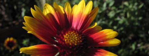 2016-10 3 Gaillardia by Barb Gorges